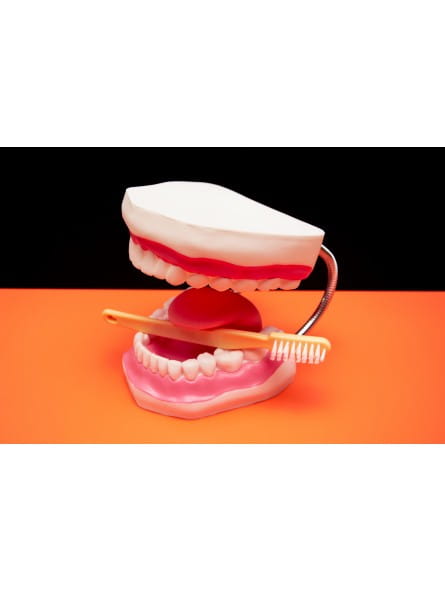 MODEL ANATOMICZNY SZCZĘKI Z RUCHOMYM JĘZYKIEM